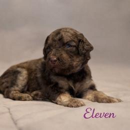 Eleven - Phantom female Bernedoodle puppy in Bennett, Colorado from Darling Paws, LLC
