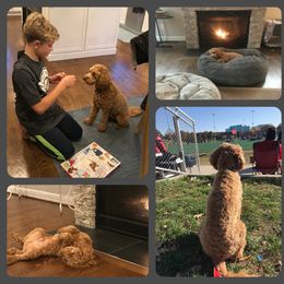 Australian Labradoodle Puppies from Lake Lure Labradoodles