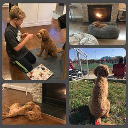 Australian Labradoodle Puppies from Lake Lure Labradoodles