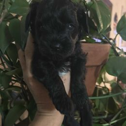Tiny - Black male Miniature Schnauzer puppy in Ferndale, Washington from Blackhorse Schnauzers Washington state