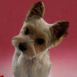 Tino - Yorkshire Terrier
