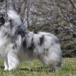 Shetland Sheepdogs from Honeyhill shelties