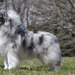 Shetland Sheepdogs from Honeyhill shelties