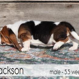 Jackson - Black white and brown male Basset Hound puppy in Jefferson City, Missouri from Triple Hill Farm