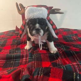 Miles - Black tri-color male Bulldog puppy in Lakeland, Florida from Fur Love And Puppies