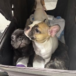 French Bulldog Puppies from A Quality French Bulldogs AZ