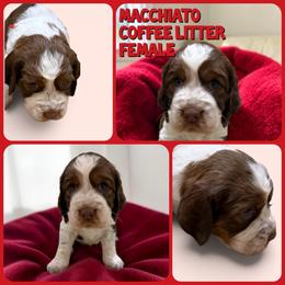 Macchiato - Liver white and roan female English Springer Spaniel puppy in Billings, Montana from M&M Fuzzy Bottom Friends