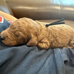 Black Collar - Red  male Poodle puppy in Orange, Connecticut from Shamrock’s Poodles