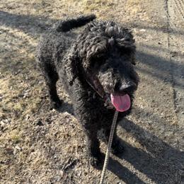 Patriot - Poodle