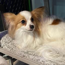 Pup3 - White and sable male Papillon puppy in Central Florida, Florida from Sunshine Papillons Central Florida