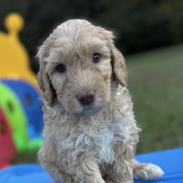 Birch - Brown male Bernedoodle puppy in Mint Hill, North Carolina from Ball-Y-Hoo Bernedoodles