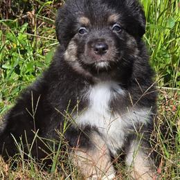 KB.BTM3 - Black tri male Miniature Australian Shepherd puppy in Deer Lodge, Tennessee from KSH Aussie Haven