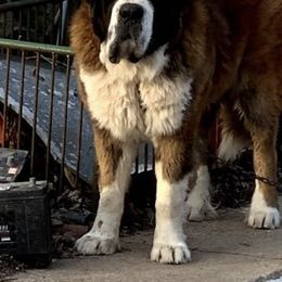 Saint Bernard All Grown Up from Tiffeny’s pups