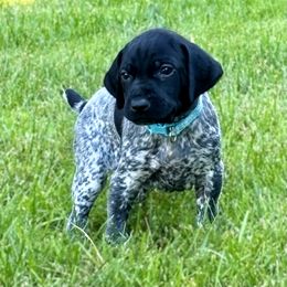 German Shorthaired Pointer Puppies from MaggieMae Andersen