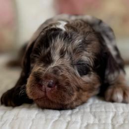 Ramona Quinby - Chocolate female Cavapoo puppy in Beckley, West Virginia from By Design Doodles