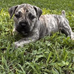 Elsa - Brindle female Boerboel puppy in Bon Aqua, Tennessee from Erickson Ranch Boerboels