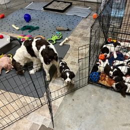 English Springer Spaniel Puppies from Burton English Springer Spaniels