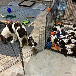 English Springer Spaniel Puppies from Burton English Springer Spaniels