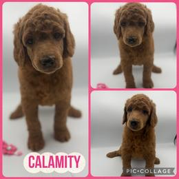 Calamity - Red  female Poodle puppy in Mount Vernon, Illinois from AMC Poodles