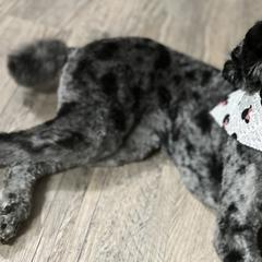 Cockapoos and Double Doodles from Cedar Creek Canines