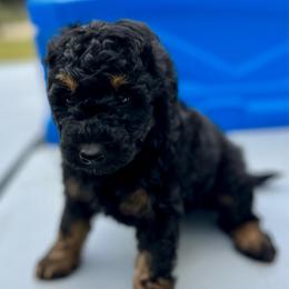 Ranger - Black tri-color male Aussiedoodle puppy in Liberty, Texas from Poodles and Doodles Most Excellent Adventures
