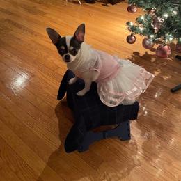 Chihuahua Puppies from Chilove Chihuahuas