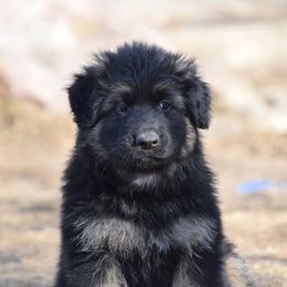 German Shepherd Puppies from Von Muller Shepherds