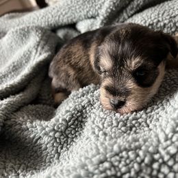 Girl 2 - Salt and pepper Miniature Schnauzer puppy in Hull, Georgia from Ardent Miniature Schnauzers of Athens