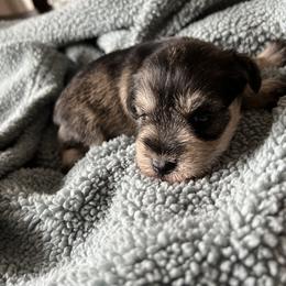 Girl 2 - Salt and pepper Miniature Schnauzer puppy in Hull, Georgia from Ardent Miniature Schnauzers of Athens