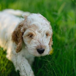 Sage - Red roan male Cockapoo puppy in Colorado Springs, Colorado from Colorado Cockapoos