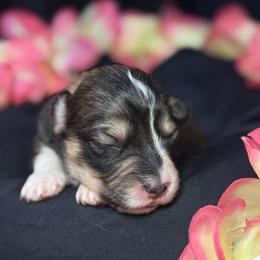 Lady Tremaine - Sable female Pembroke Welsh Corgi puppy in Valley, Washington from Corgis of the Mountain Valley