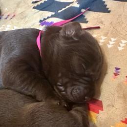 Godiva - Chocolate female Labrador Retriever puppy in Bandera, Texas from The Sugar & Spice Ranch Labrador Retrievers
