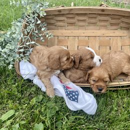 Cavapoo Puppies from Wednesday & Co