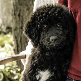 Light Pink Collar Girl - Black Assorted Doodle Crosses puppy in Hebron, Indiana from Duneland Doodles
