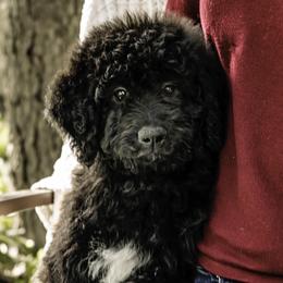 Light Pink Collar Girl - Black Assorted Doodle Crosses puppy in Hebron, Indiana from Duneland Doodles