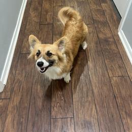 Boogie nights - Sable and white female American Corgi puppy in Boyd, Texas from Barker's Corgis