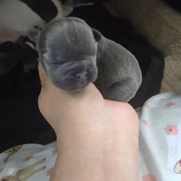 Jade - Blue female French Bulldog puppy in Avondale, Arizona from Montes House of  Frenchies