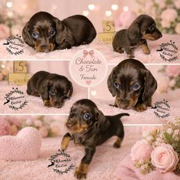 Girl 1 - Chocolate and tan female Dachshund puppy in Valrico, Florida from Bloomin Doxies