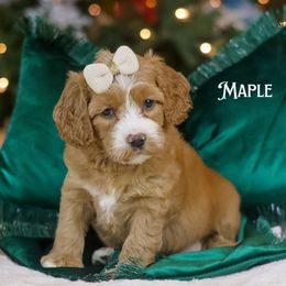 Maple - Caramel female Australian Labradoodle puppy in Redding, California from Shasta Royal Monroe Puppies