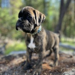 Cosmo - Brindle male Boxer puppy in Marion, Montana from Serendipity's European Boxers