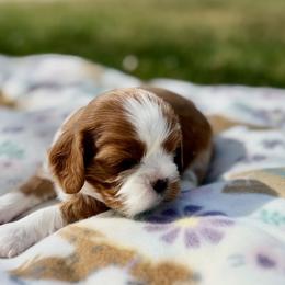 Jade - Blenheim female Cavalier King Charles Spaniel puppy in Blanding, Utah from Blue House Cavaliers