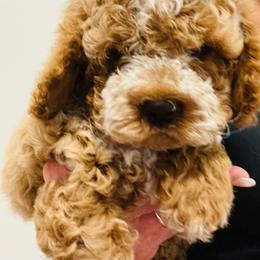 Cockapoo Puppies from Maple’s Cockapoo Puppies