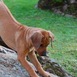Rhodesian Ridgebacks from Rimrock Rhodesian Ridgebacks