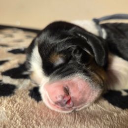 Rico - Black brown and white male Basset Hound puppy in Denison, Texas from Emma Lou's Baby Bassets