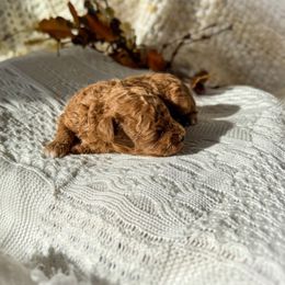 Lark - Cafe au lait female Poodle puppy in Rochester, New York from Mellies Miniature Poodles