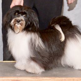 Sabella - Havanese