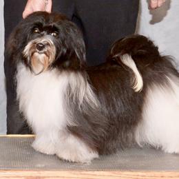 Sabella - Havanese