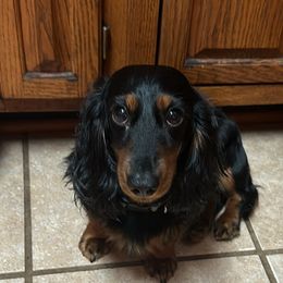 Douglas - Dachshund