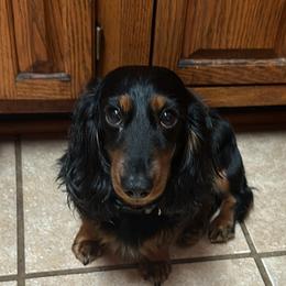 Douglas - Dachshund