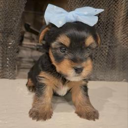 Willy - Blue and gold male Yorkshire Terrier puppy in Los Angeles, California from 818 Yorkies